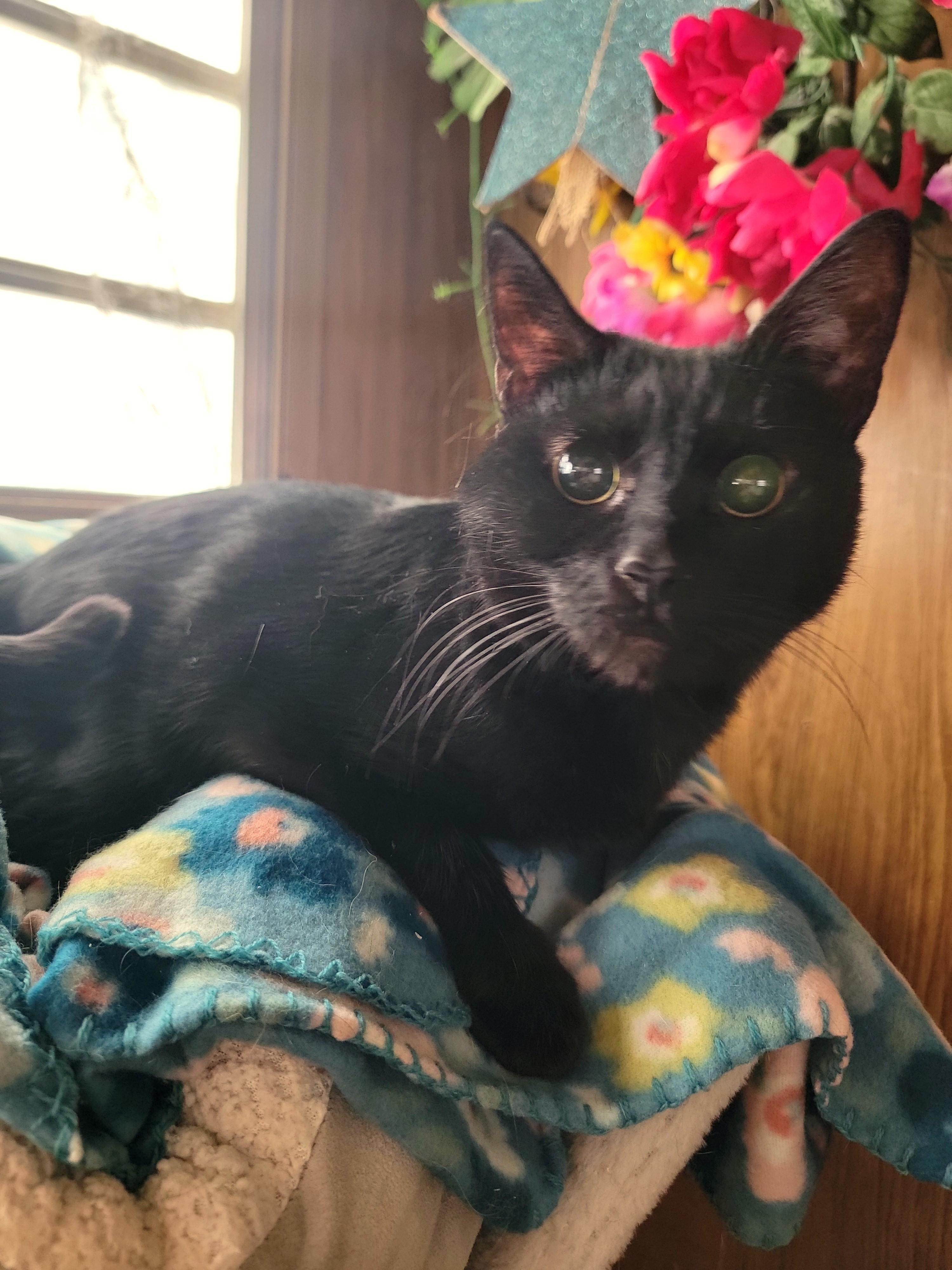 Enlarge Clarabelle, a ADOPTABLE Domestic Short Hair in Washoe Valley, NV image 1/1