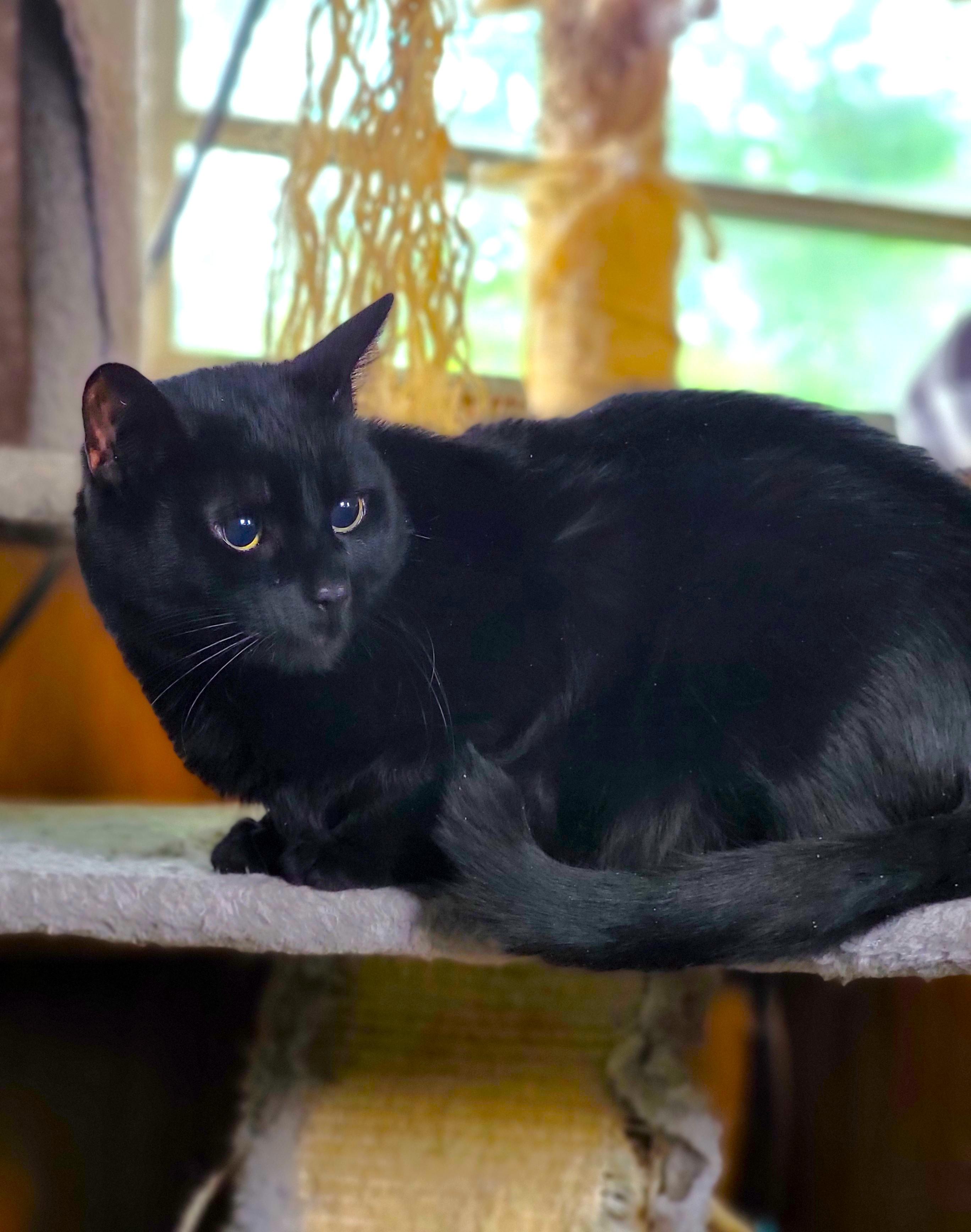 Enlarge Clarabelle, a ADOPTABLE Domestic Short Hair in Washoe Valley, NV image 2/4