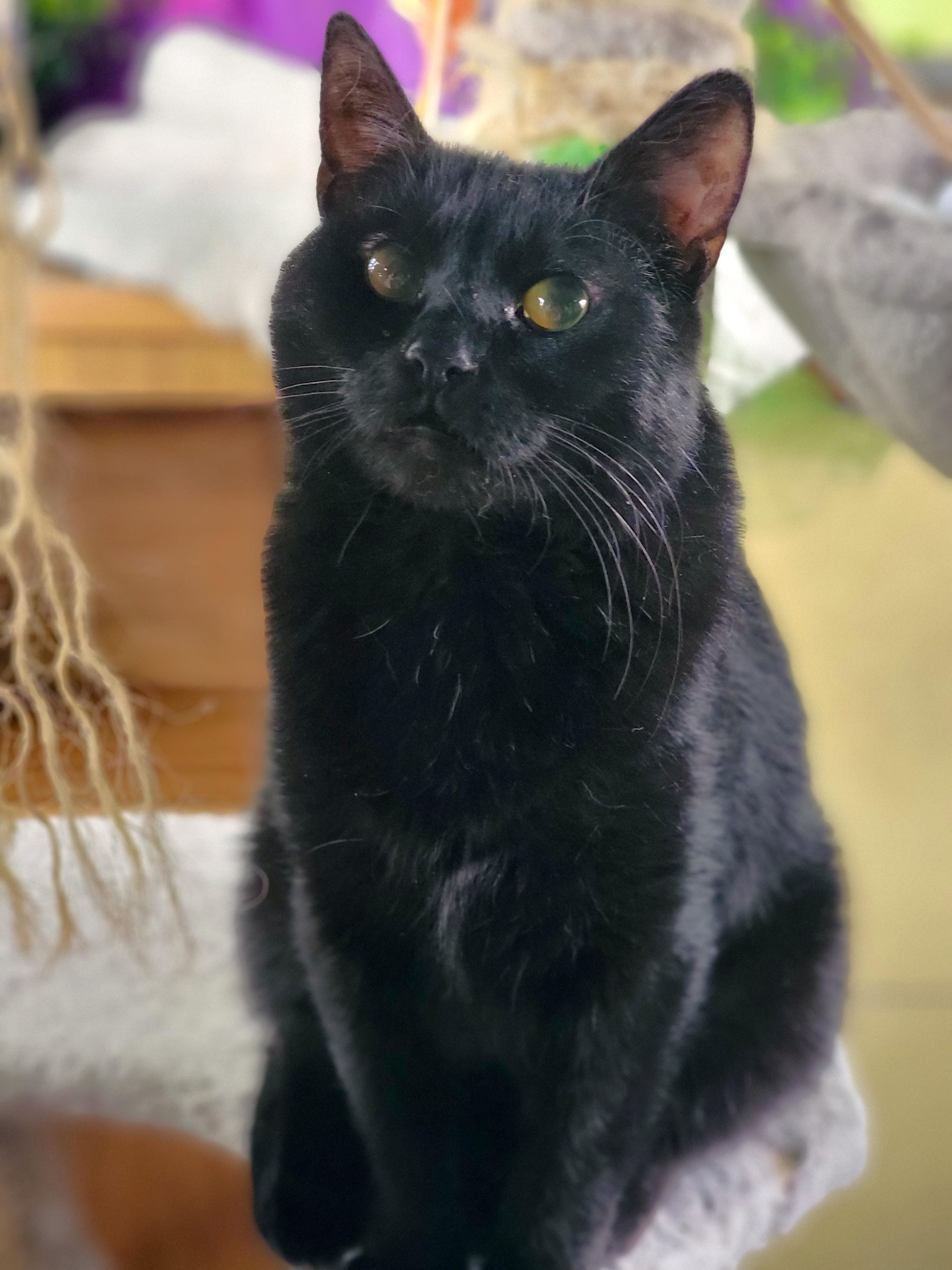 Clarabelle, ADOPTABLE, Adult Female Domestic Short Hair.