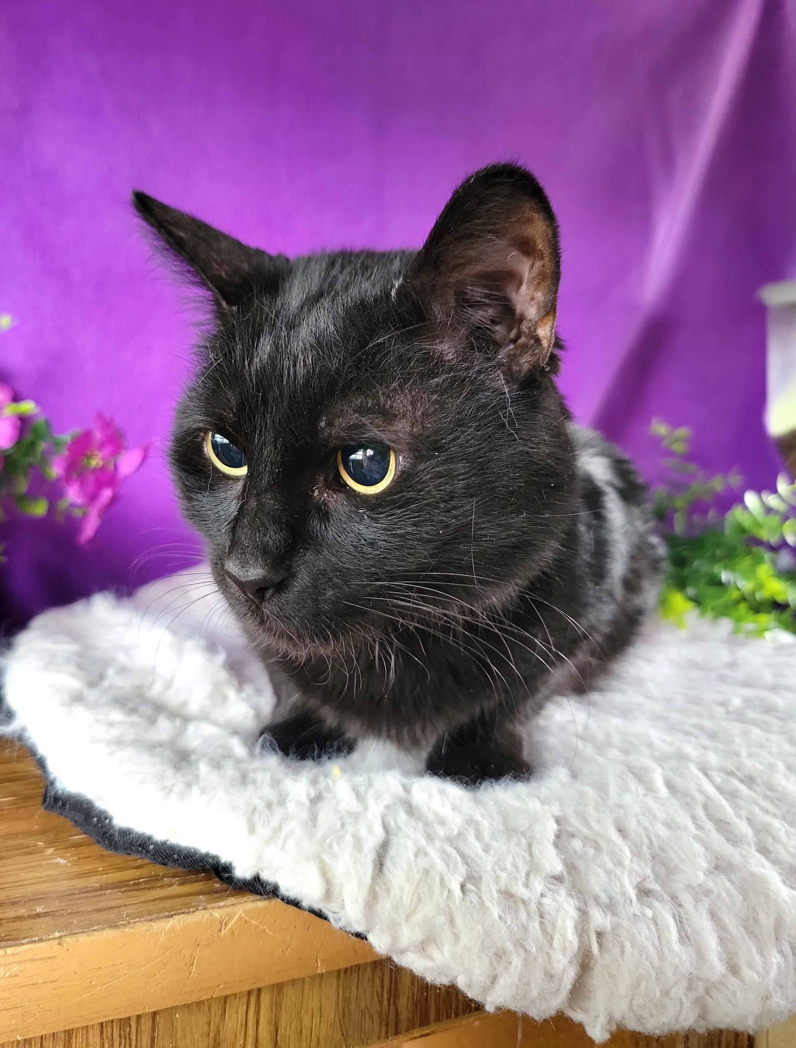 Enlarge Clarabelle, a ADOPTABLE Domestic Short Hair in Washoe Valley, NV image 4/4