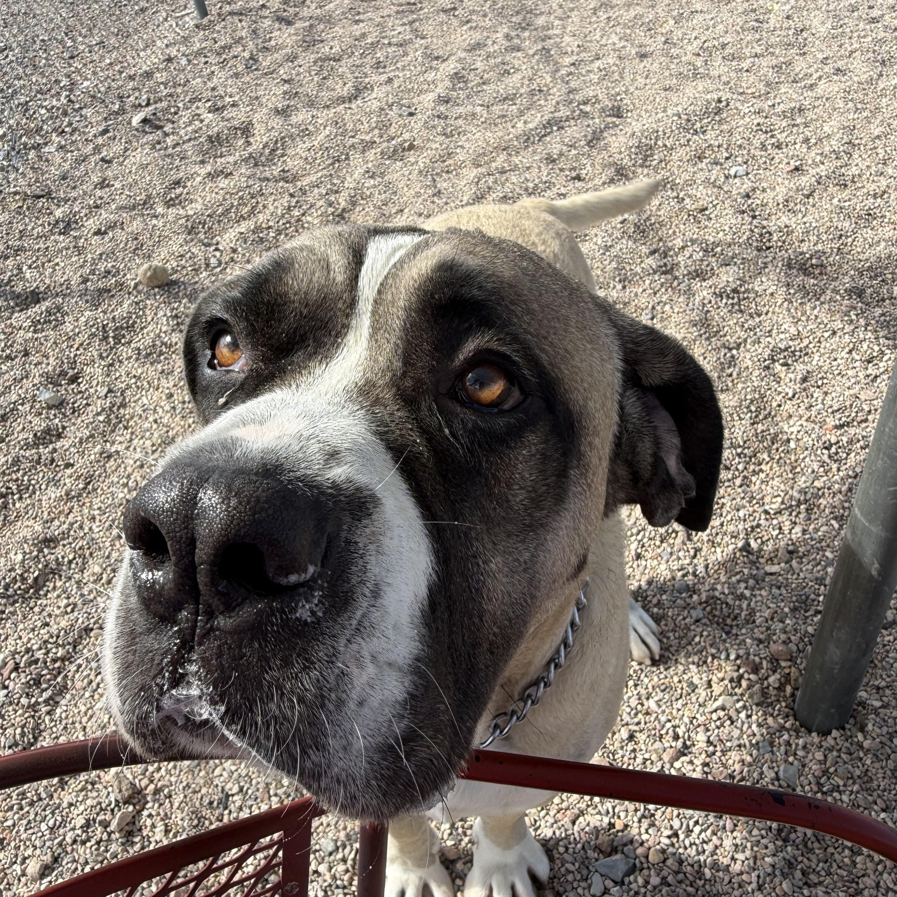 Zeus, a Adoptable mixed breed in Cedar City, UT image 1/3