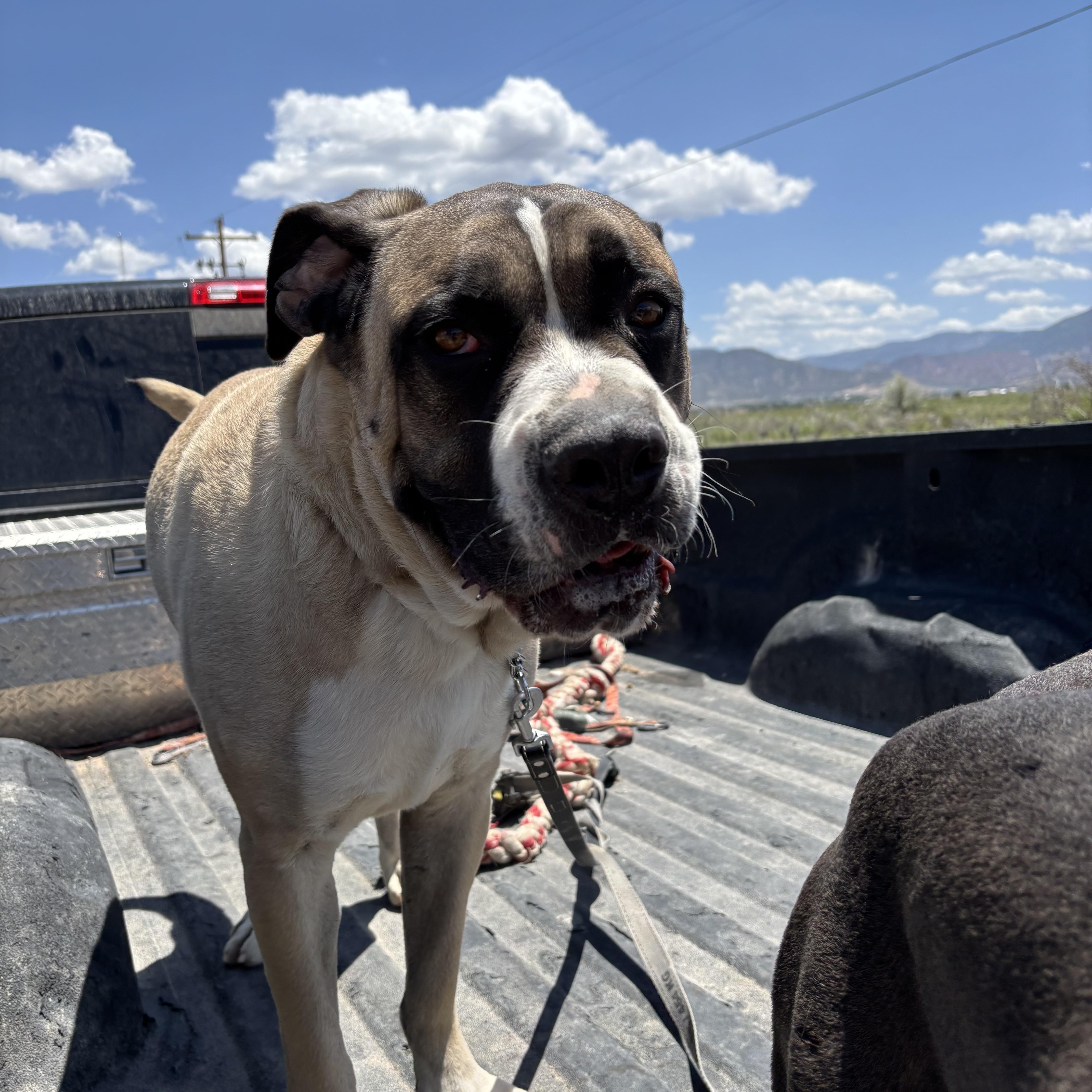Zeus, a Adoptable mixed breed in Cedar City, UT image 3/3