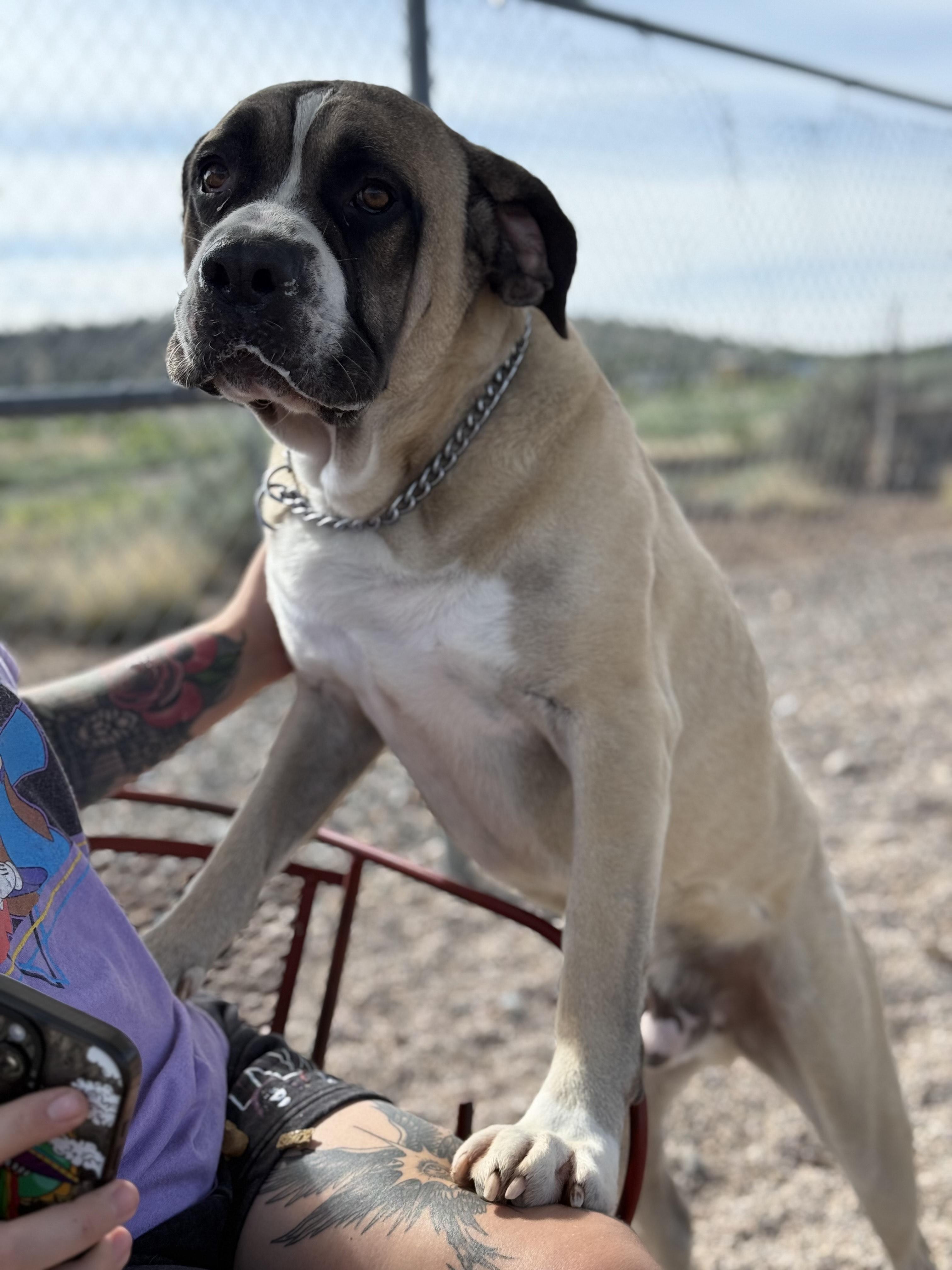 Zeus, a Adoptable mixed breed in Cedar City, UT image 2/3