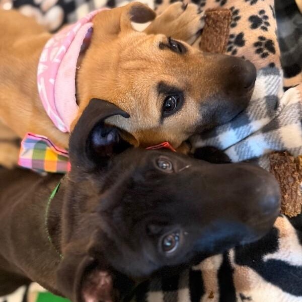 January baby Bandera — thumbnail 2