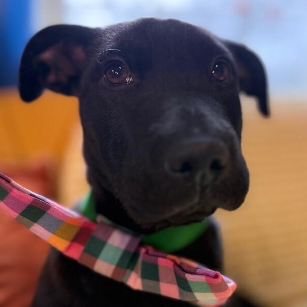 January baby Bandera — thumbnail 4