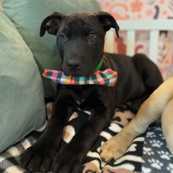 January baby Bandera — thumbnail 5