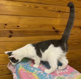 Marius - soft and squishy just like a pillow, he'll snuggle right into you!