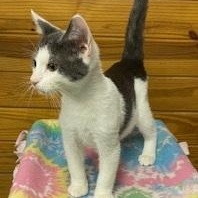 Marius - soft and squishy just like a pillow, he'll snuggle right into you!