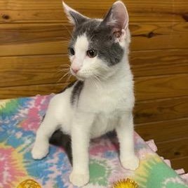 Marius - soft and squishy just like a pillow, he'll snuggle right into you!