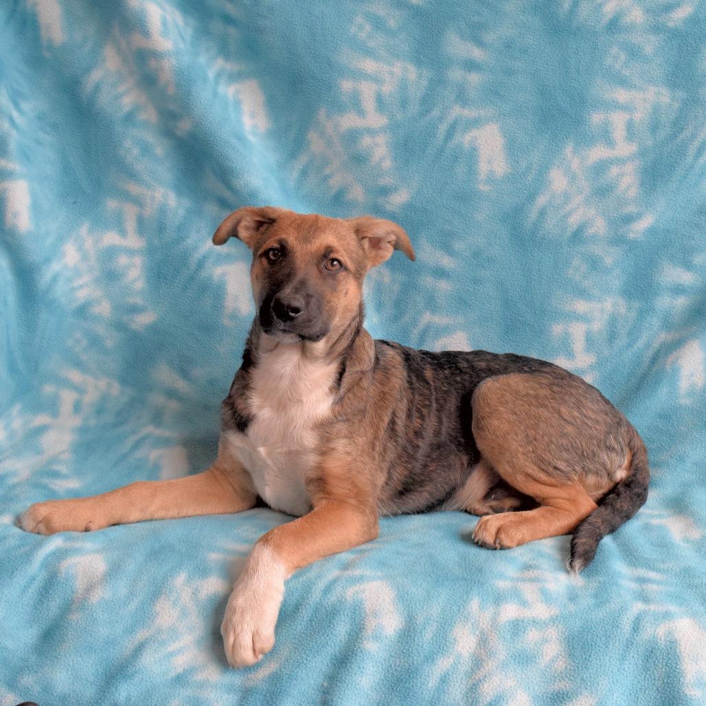 Venkman, Adoptable, Young Male German Shepherd Dog.