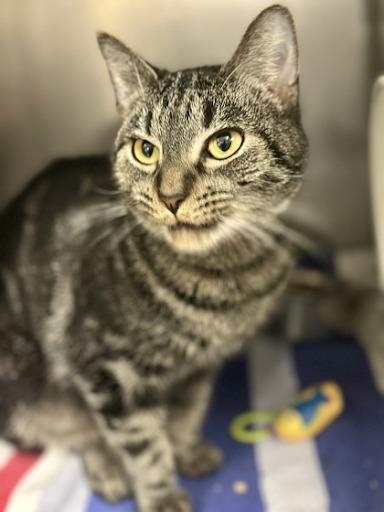 Enlarge Carlie Jefferson, a Adoptable mixed breed in Lunenburg, MA image 1/1