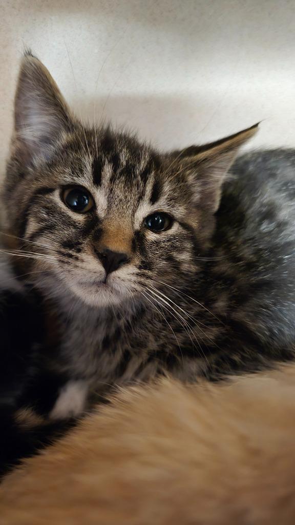 Enlarge Felix, a ADOPTABLE Domestic Short Hair in Webster City, IA image 1/1