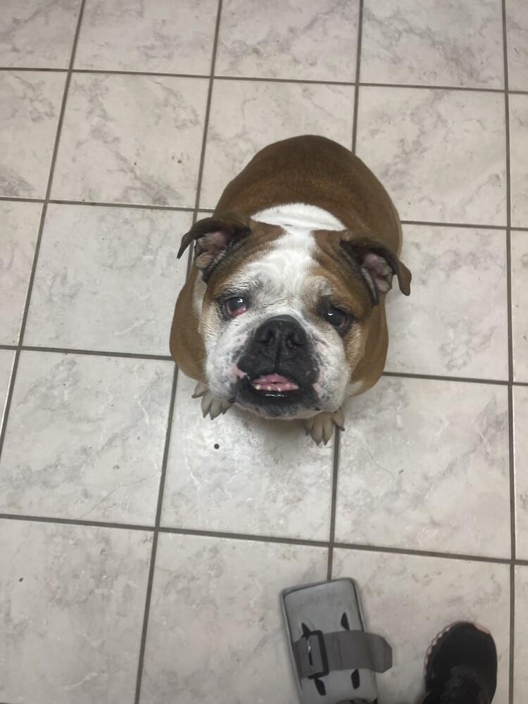 Suzy, a Adoptable American Bulldog image 1/6