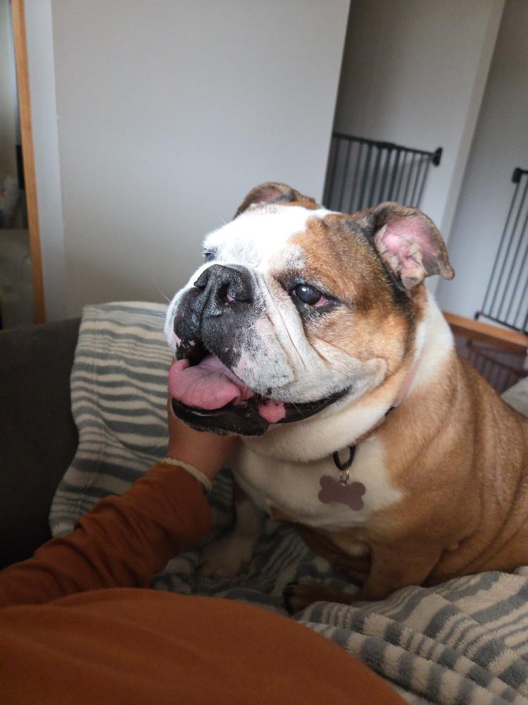 Suzy, a Adoptable American Bulldog image 2/6