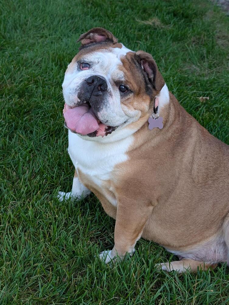 Suzy, a Adoptable American Bulldog image 3/6
