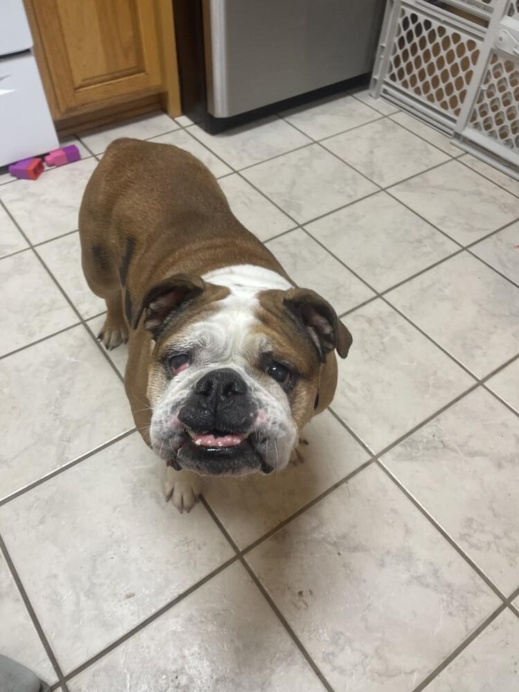 Suzy, a Adoptable American Bulldog image 4/6