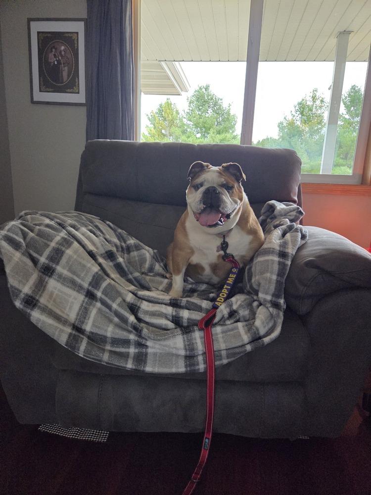 Suzy, a Adoptable American Bulldog image 5/6