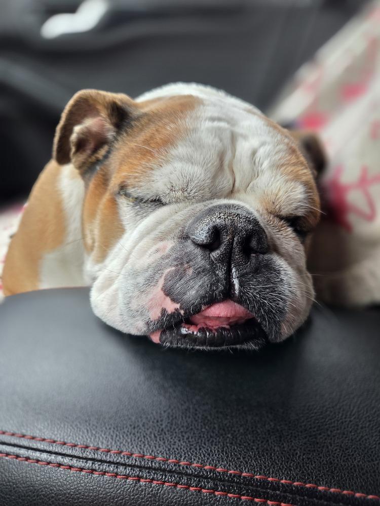 Suzy, a Adoptable American Bulldog image 6/6