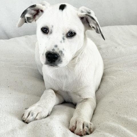 Enlarge Cuddly Kressi, a ADOPTABLE mixed breed in West Hartford , CT image 1/5