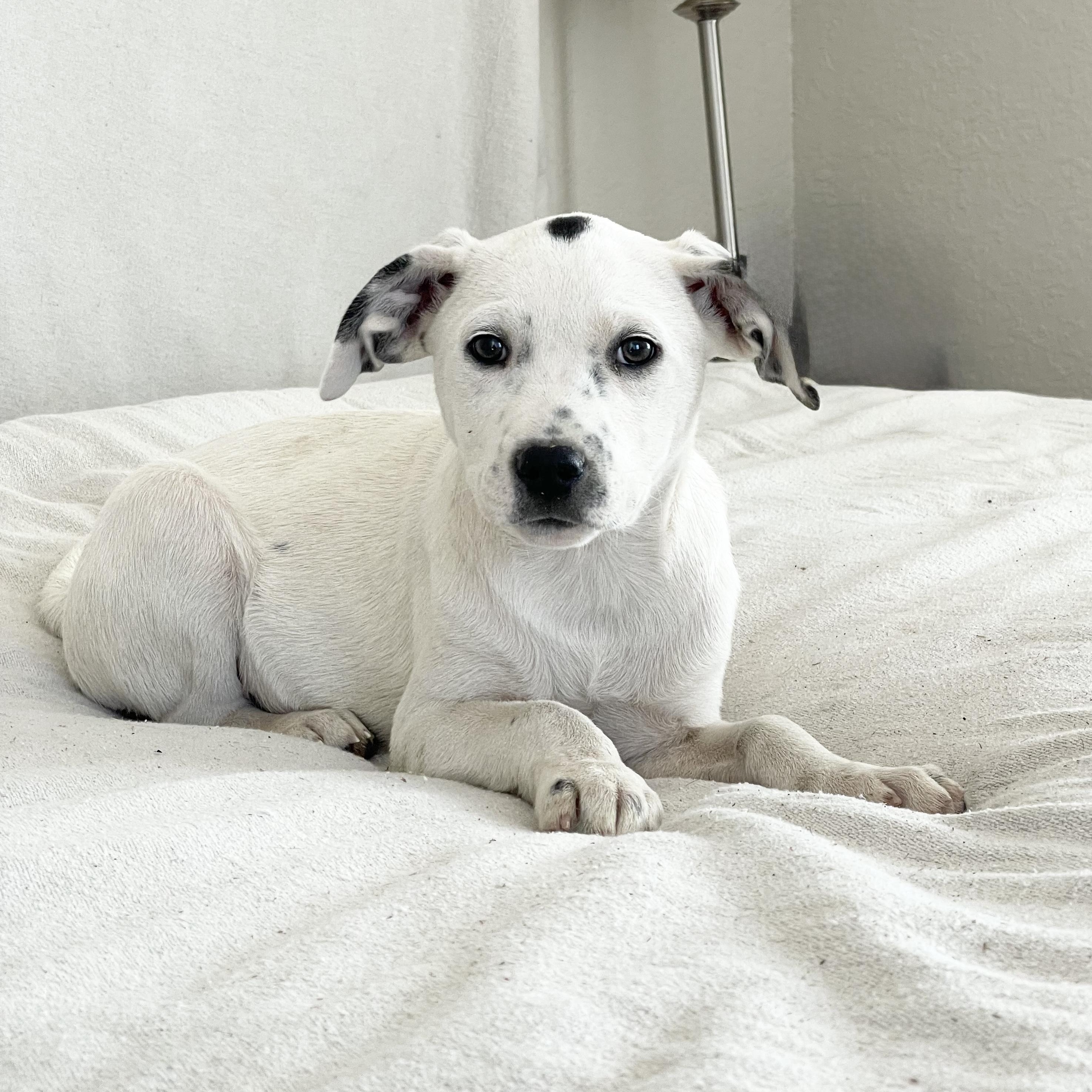 Enlarge Cuddly Kressi, a ADOPTABLE mixed breed in West Hartford , CT image 5/5