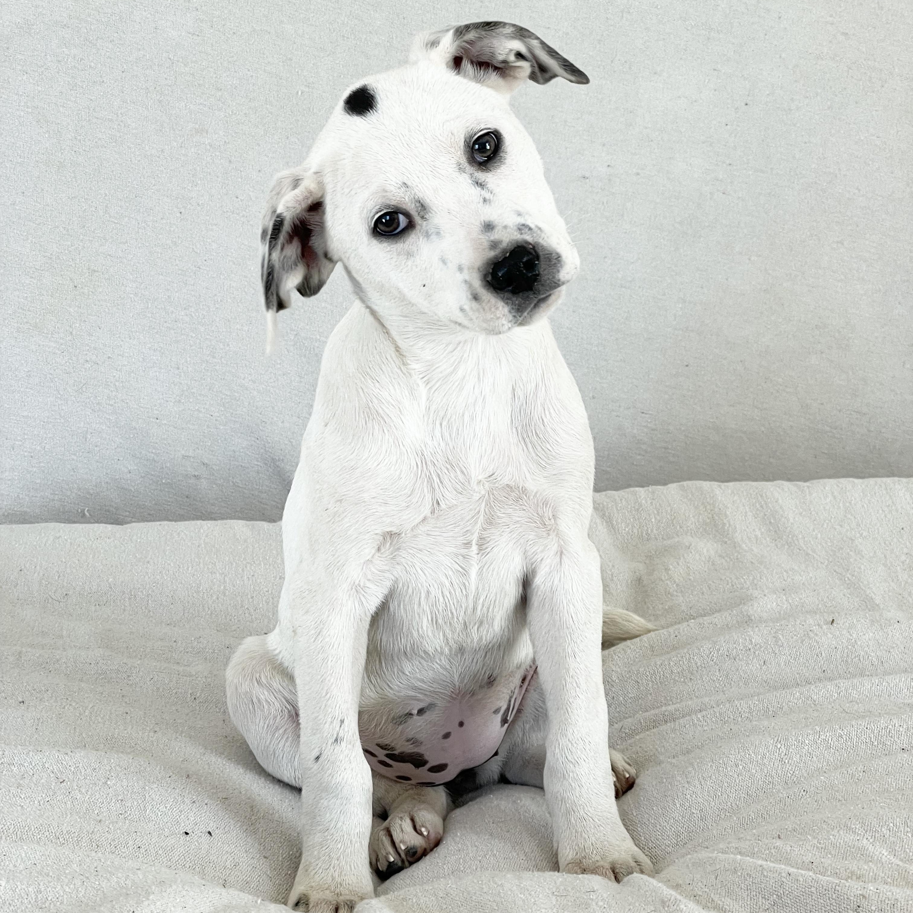 Enlarge Cuddly Kressi, a ADOPTABLE mixed breed in West Hartford , CT image 4/5