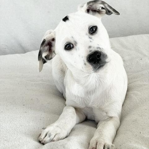 Enlarge Cuddly Kressi, a ADOPTABLE mixed breed in West Hartford , CT image 3/5