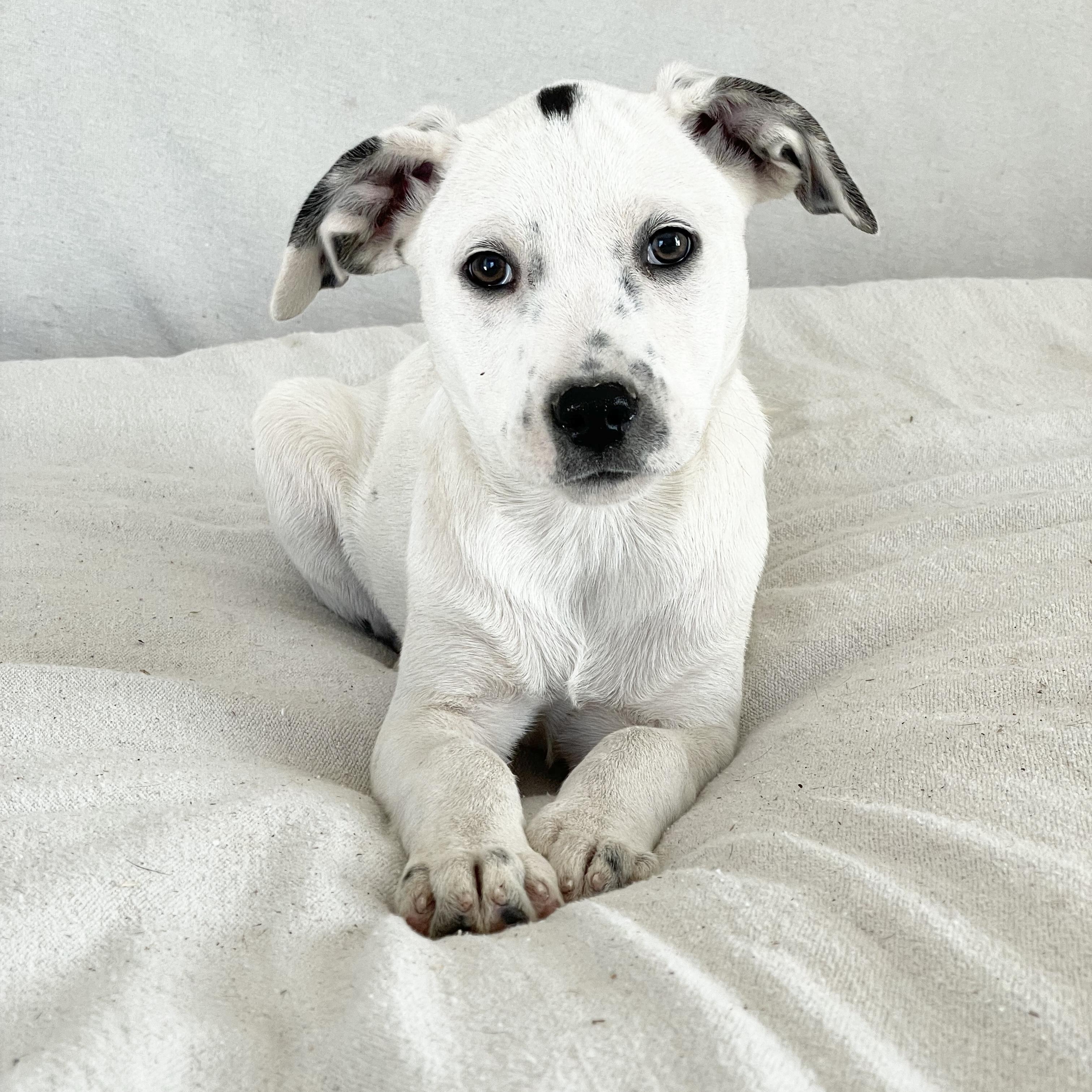 Enlarge Cuddly Kressi, a ADOPTABLE mixed breed in West Hartford , CT image 2/5