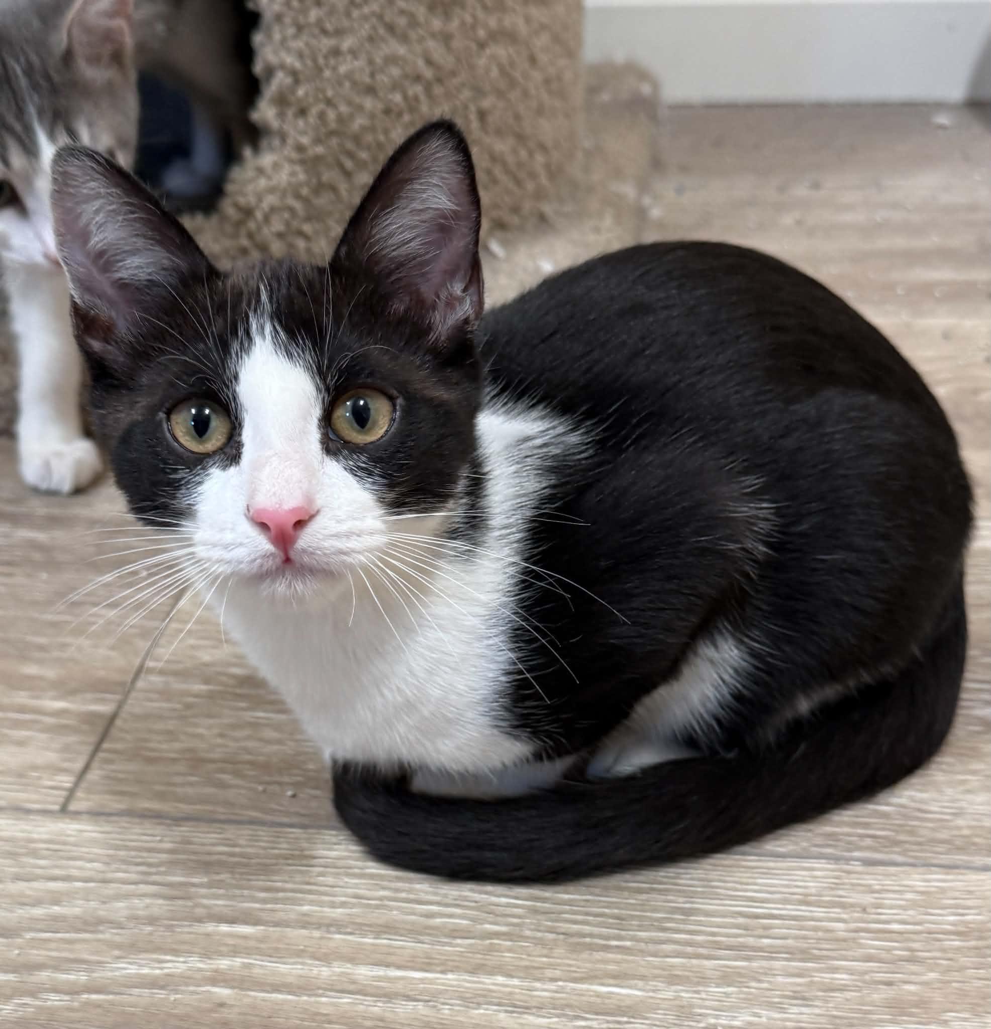 Vicky, Adoptable, Kitten Male Tuxedo & Domestic Short Hair.