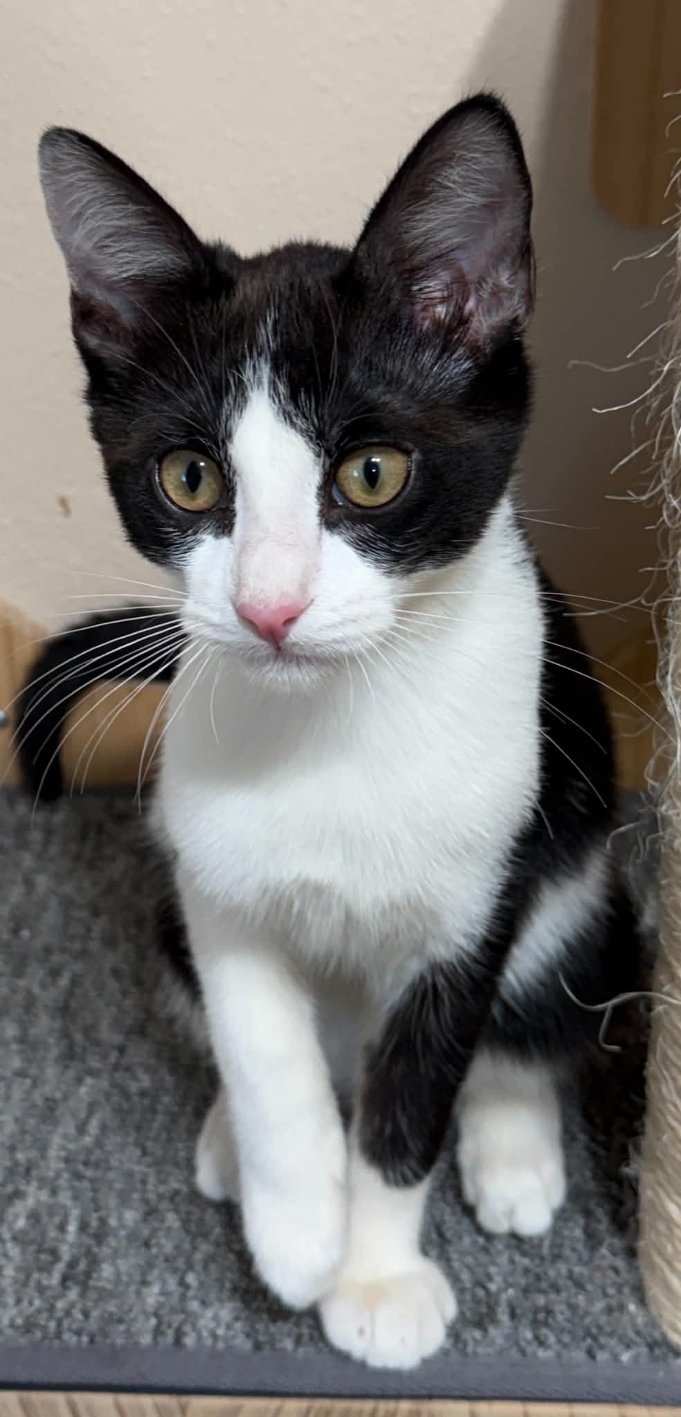 Enlarge Vicky, a Adoptable mixed breed in Tehachapi, CA image 2/3