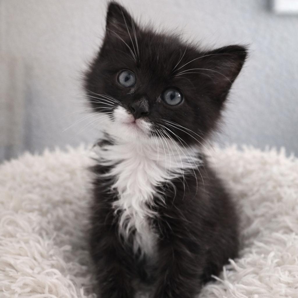 Enlarge Catniss, a ADOPTABLE Domestic Long Hair in Chandler, AZ image 1/2
