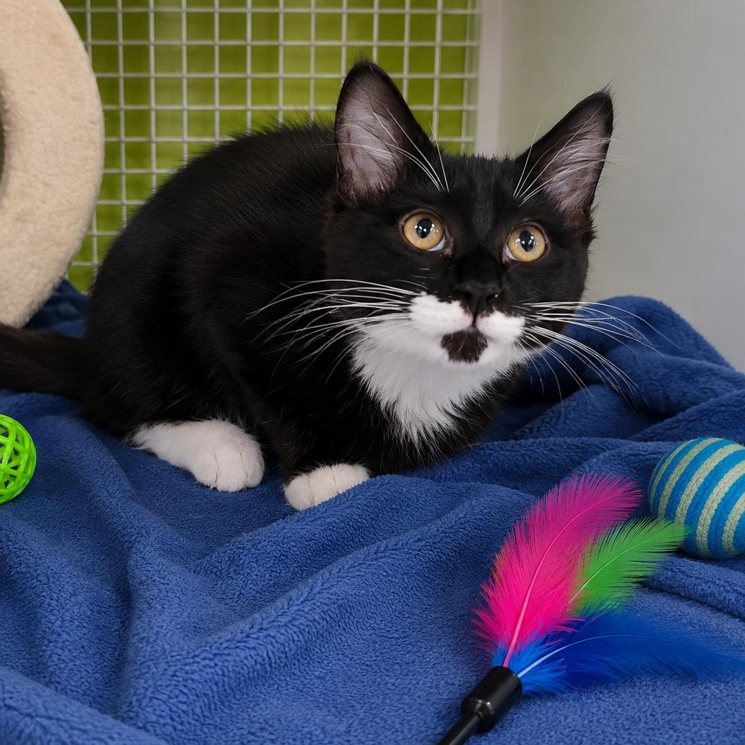Enlarge Catniss, a ADOPTABLE Domestic Long Hair in Chandler, AZ image 1/2