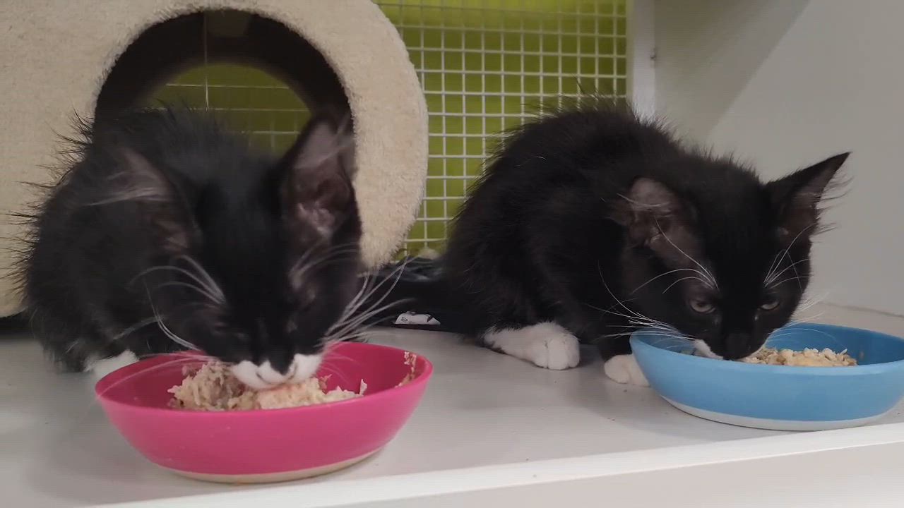 Enlarge Catniss, a ADOPTABLE Domestic Long Hair in Chandler, AZ video 2/2