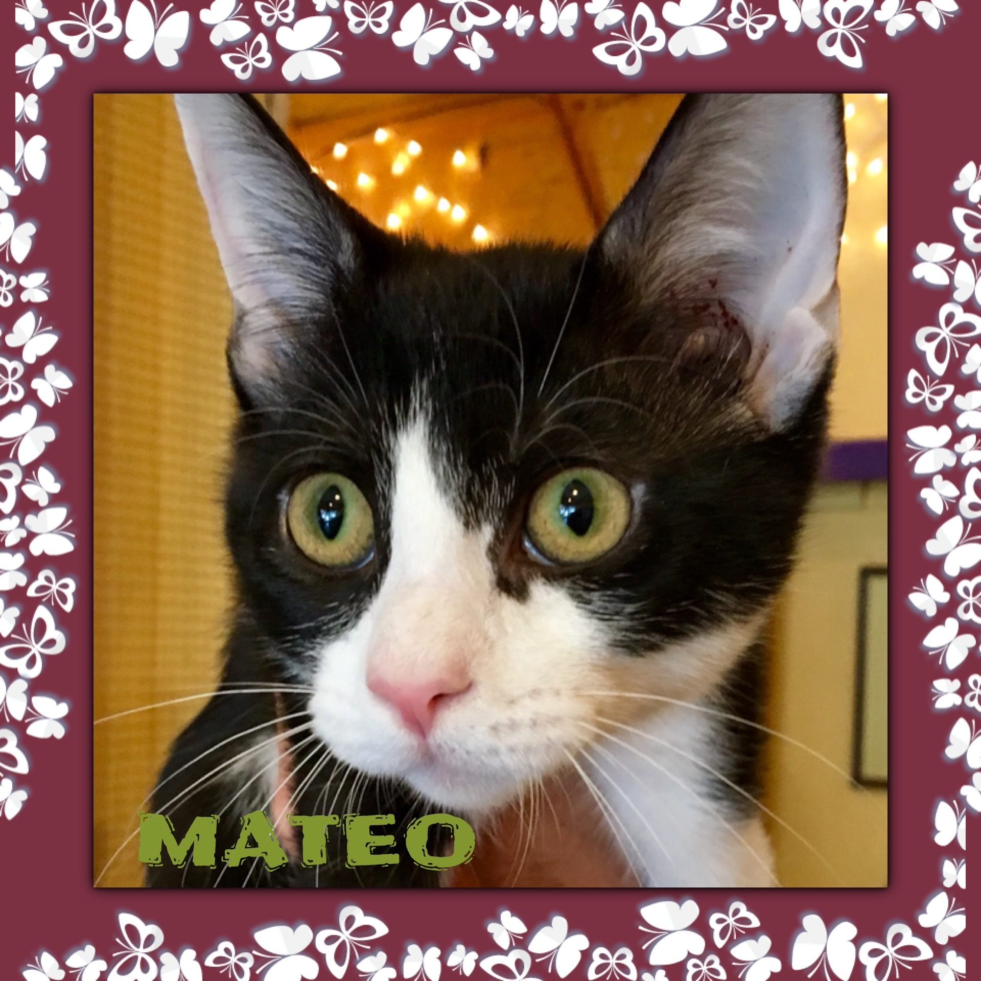 Mateo, a Adoptable mixed breed in Memphis, TN image 1/2