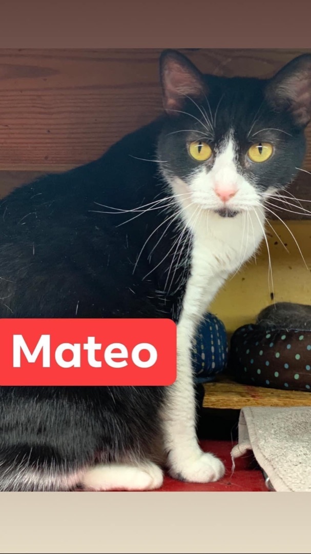 Mateo, a Adoptable mixed breed in Memphis, TN image 2/2