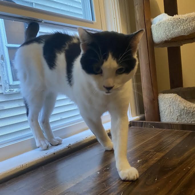 Jeremy, a Adoptable Domestic Short Hair in Buffalo, NY image 4/5