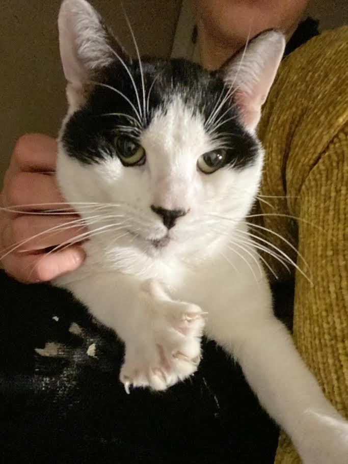 Jeremy, a Adoptable Domestic Short Hair in Buffalo, NY image 2/5