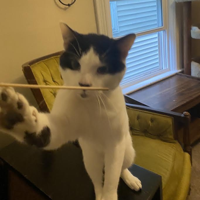 Jeremy, a Adoptable Domestic Short Hair in Buffalo, NY image 5/5