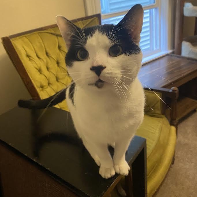 Jeremy, a Adoptable Domestic Short Hair in Buffalo, NY image 1/5