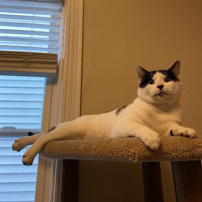 Jeremy, a Adoptable Domestic Short Hair in Buffalo, NY image 3/5