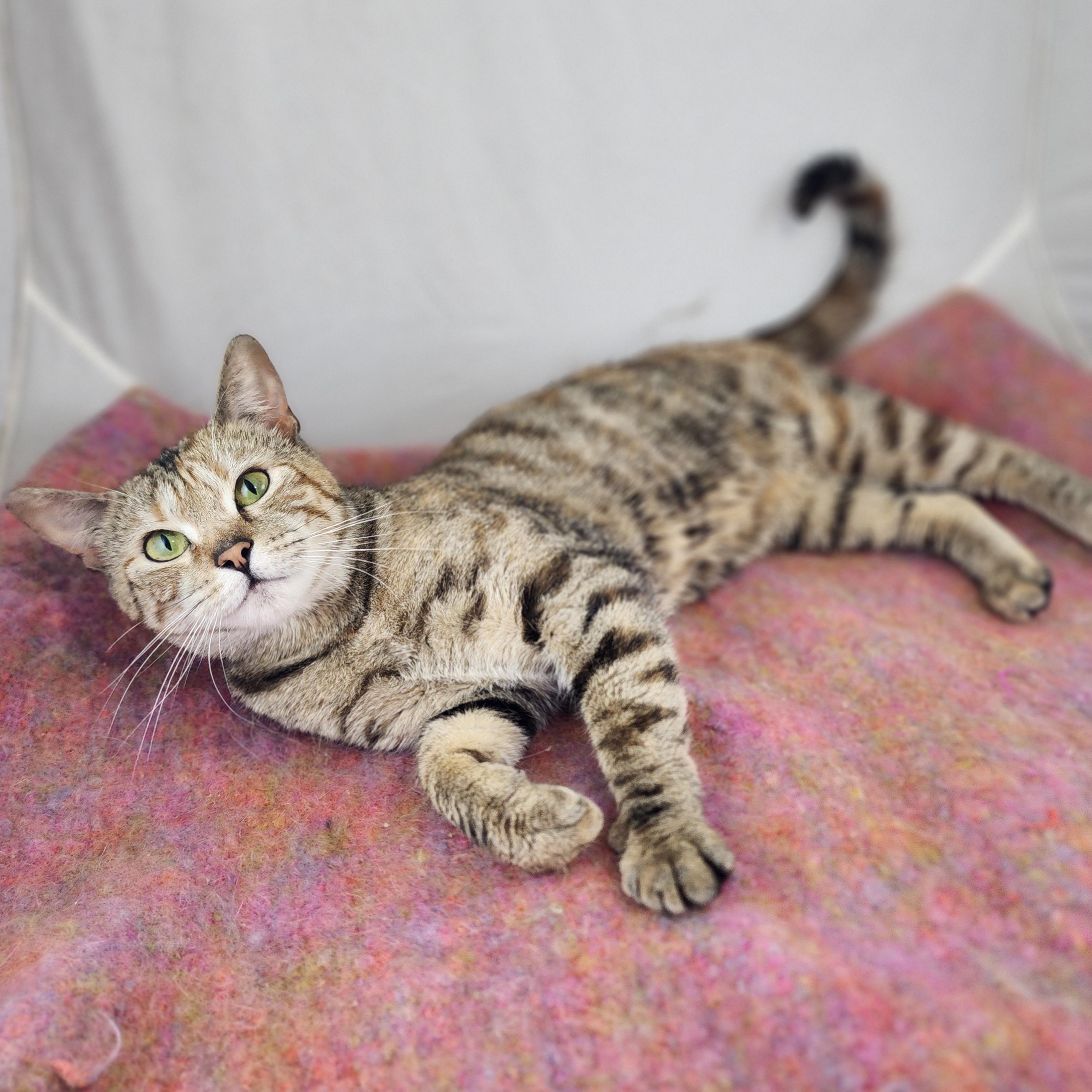Stella , a Adoptable Domestic Short Hair in New York, NY image 4/6