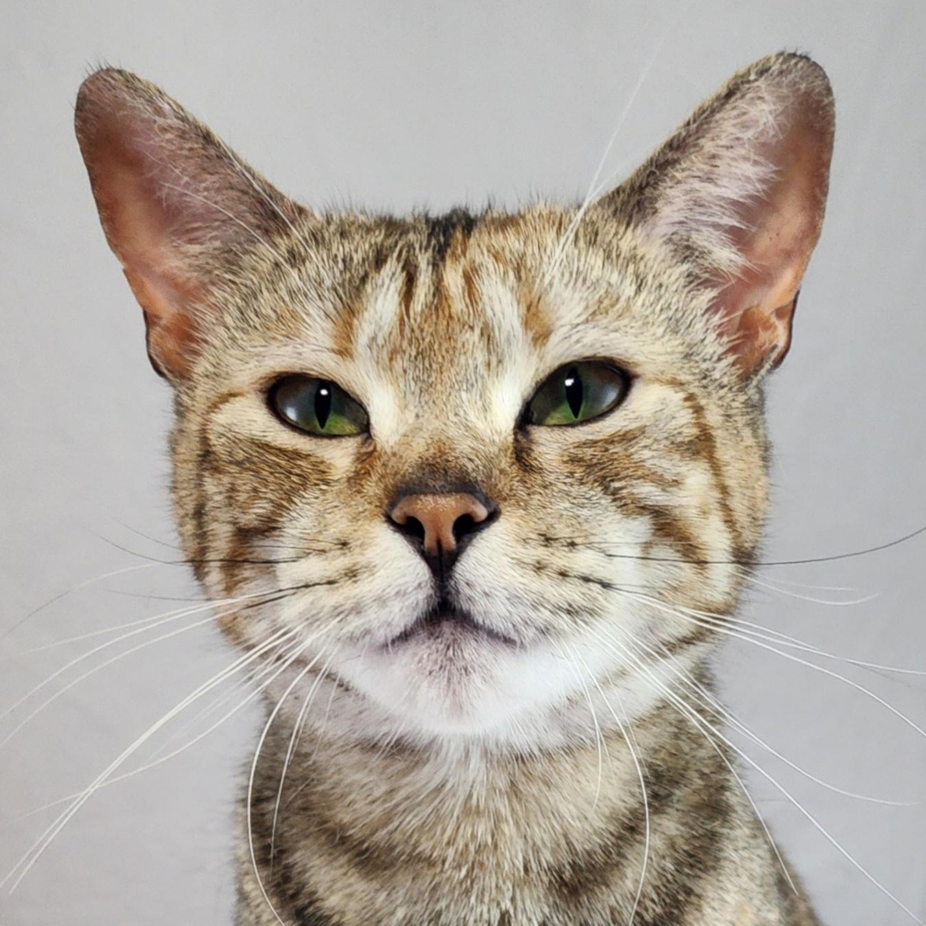 Stella , a Adoptable Domestic Short Hair in New York, NY image 1/6