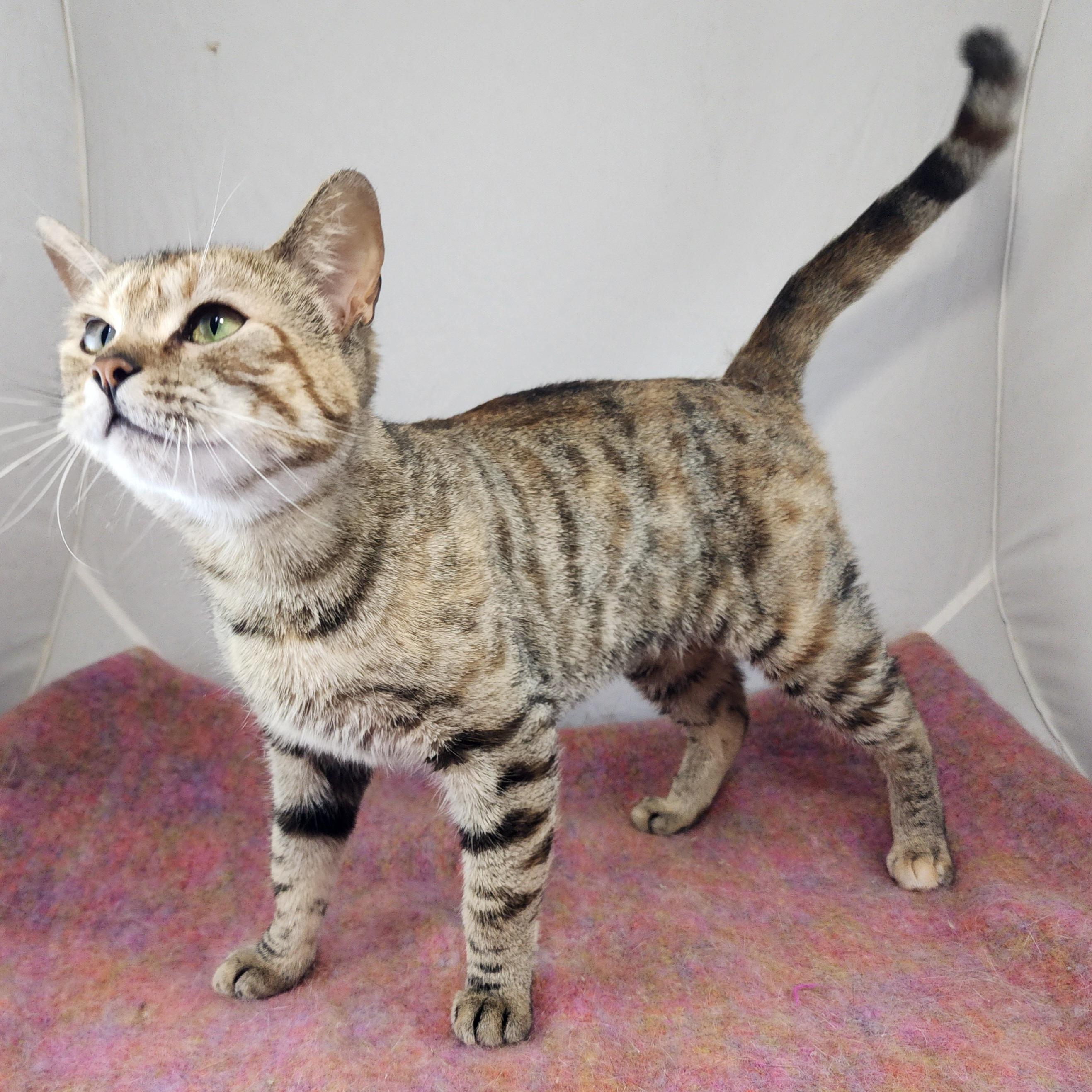 Stella , a Adoptable Domestic Short Hair in New York, NY image 2/6