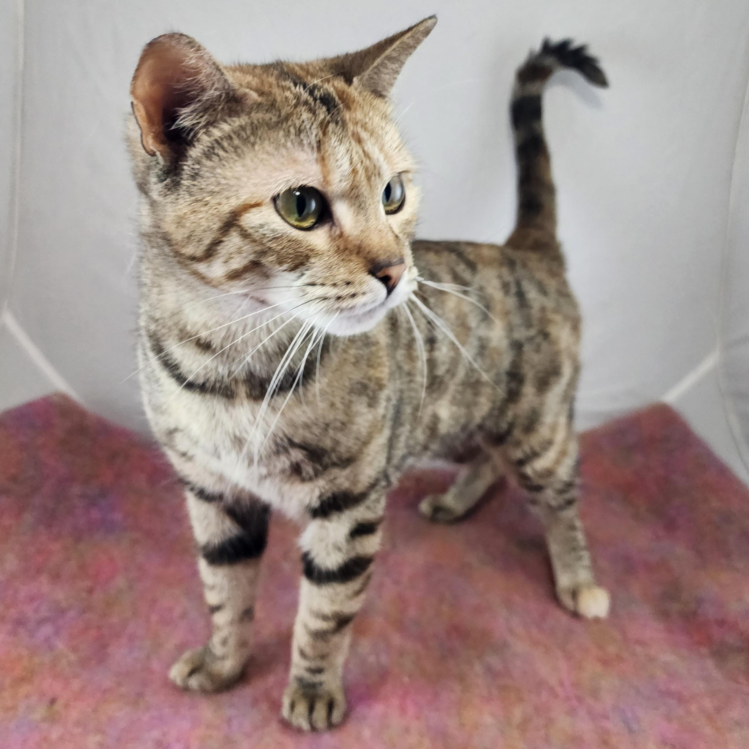 Stella , a Adoptable Domestic Short Hair in New York, NY image 5/6