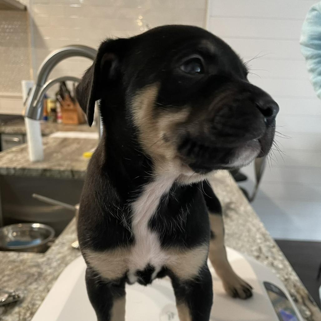 Cali, Adoptable, Puppy Female Terrier & Mixed Breed.