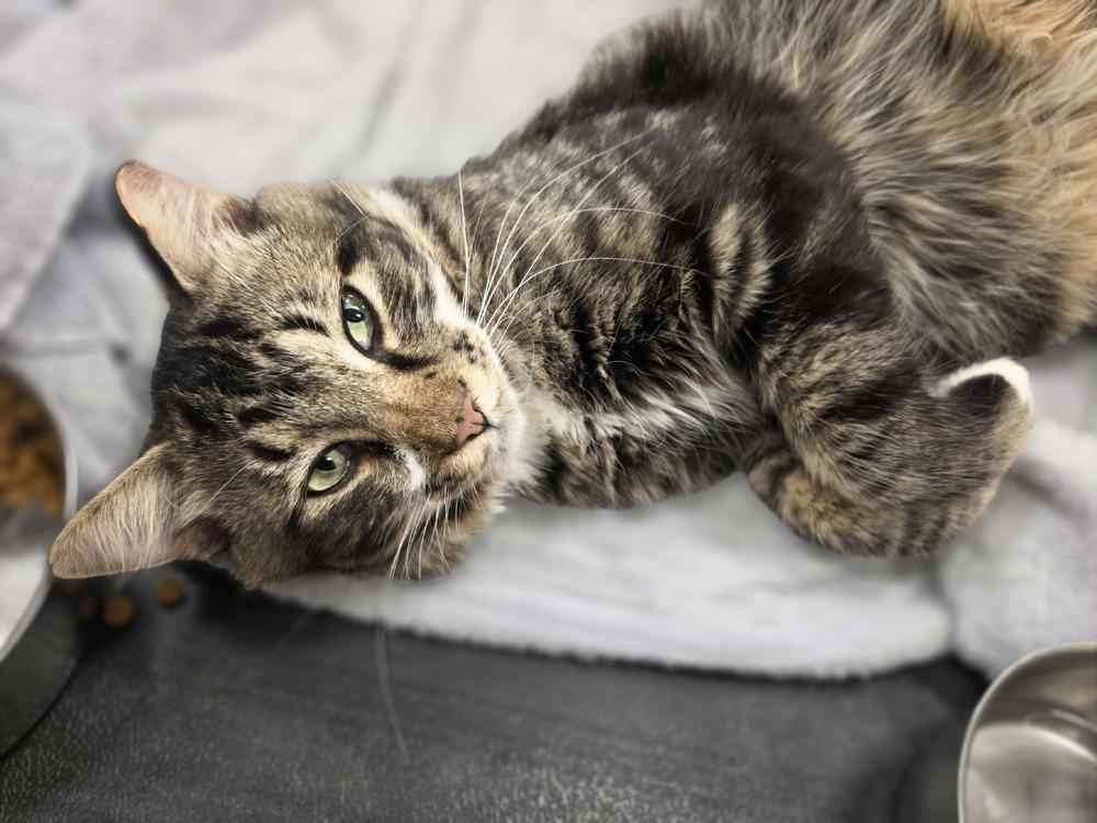 Enlarge Oliver         GFRCC, a Adoptable Domestic Long Hair in Metamora, IL image 1/1