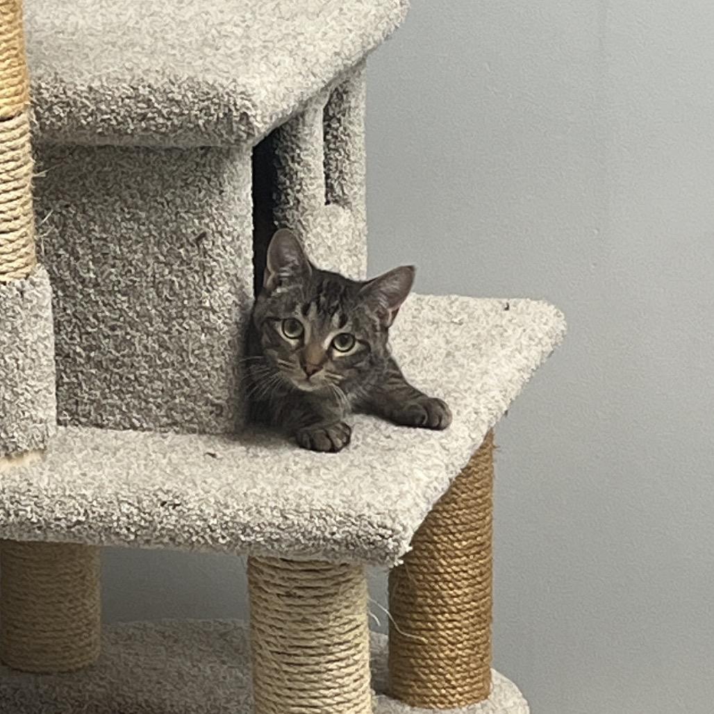 Enlarge Dylan, a Adoptable Domestic Short Hair in Abbotsford, BC image 1/1