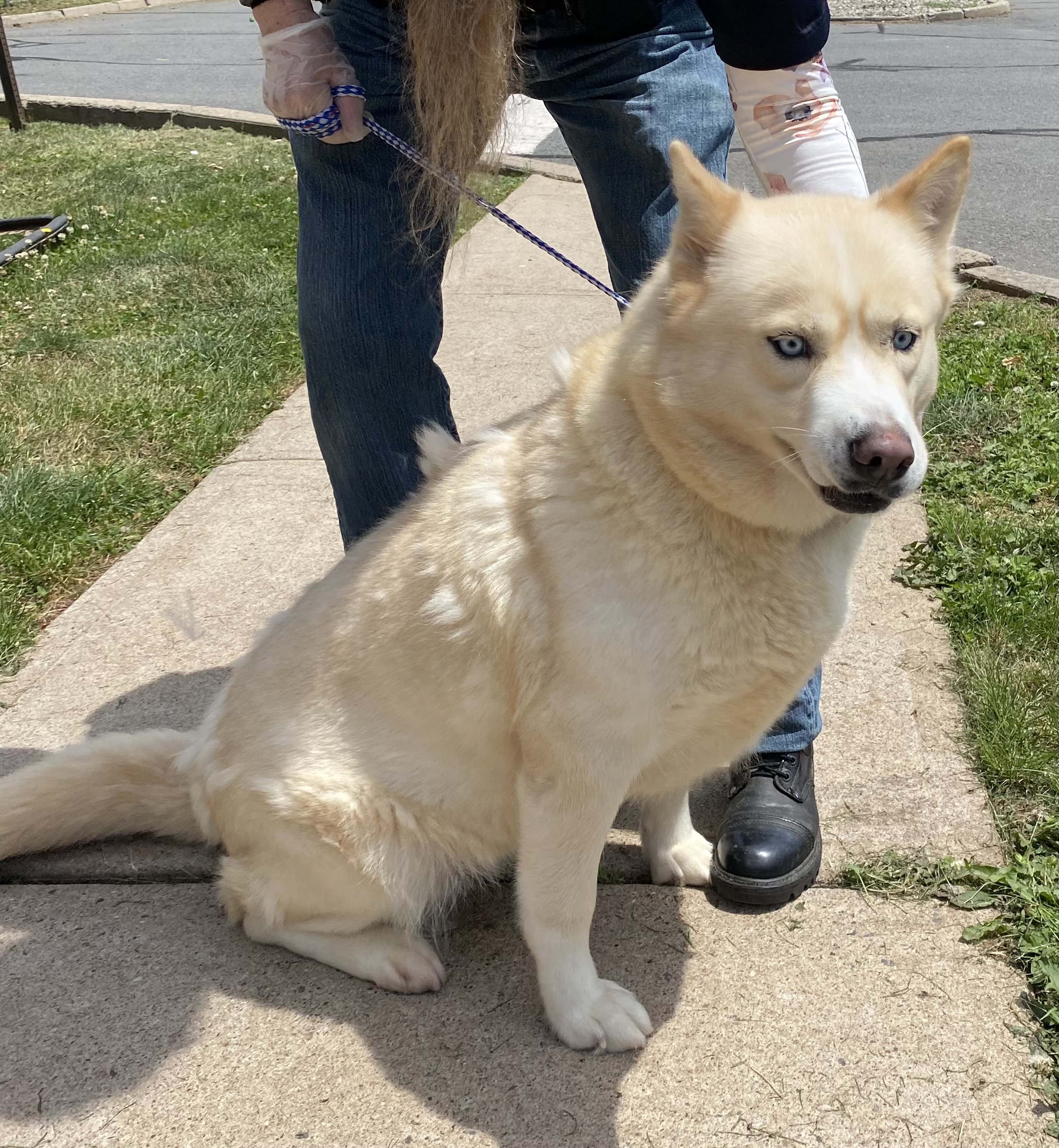 Sheba, a Adoptable Husky in Somerset, NJ image 3/6