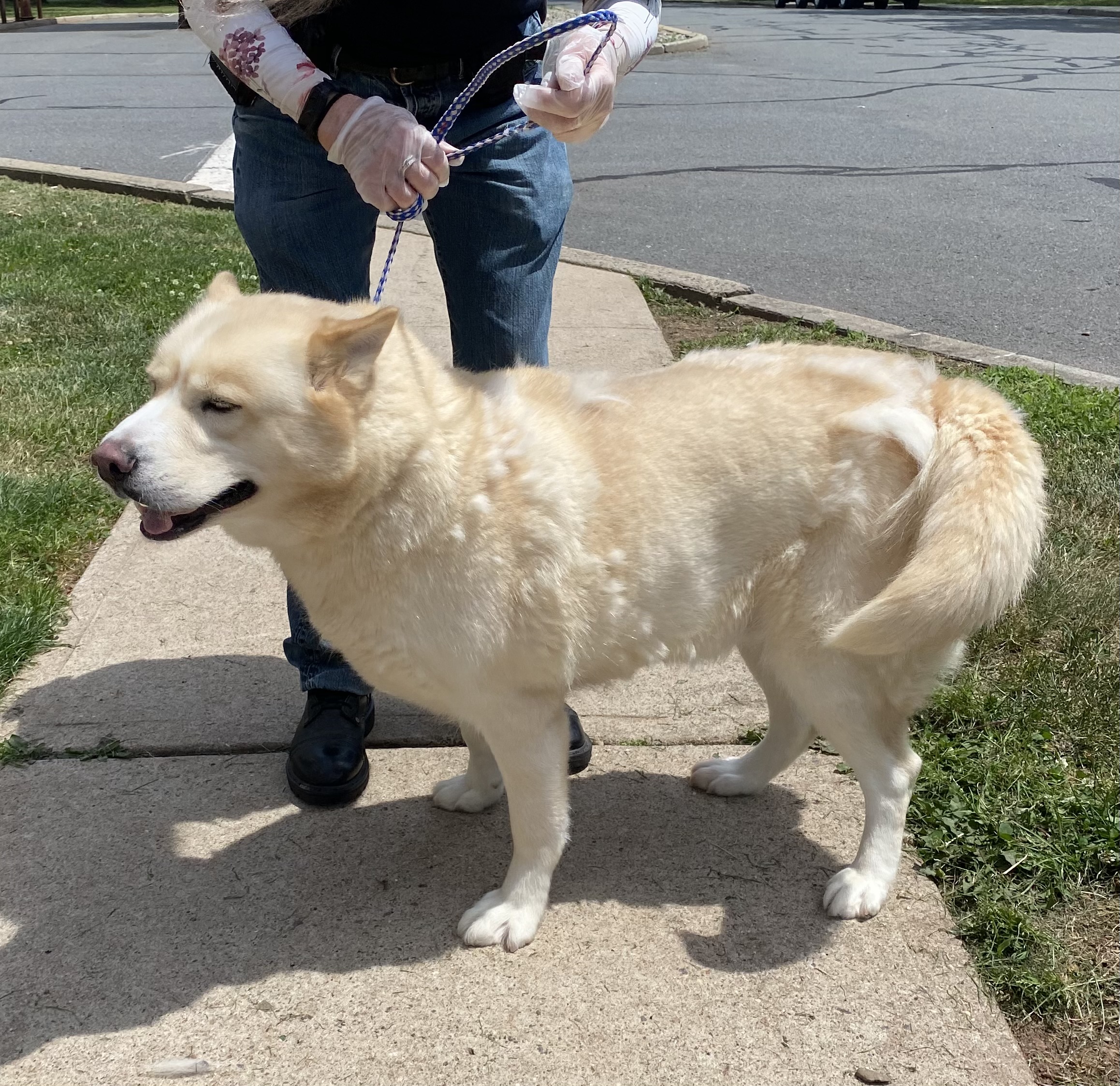 Sheba, a Adoptable Husky in Somerset, NJ image 4/6