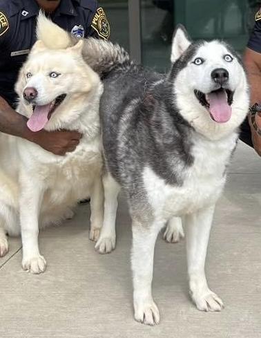 Sheba, a Adoptable Husky in Somerset, NJ image 6/6