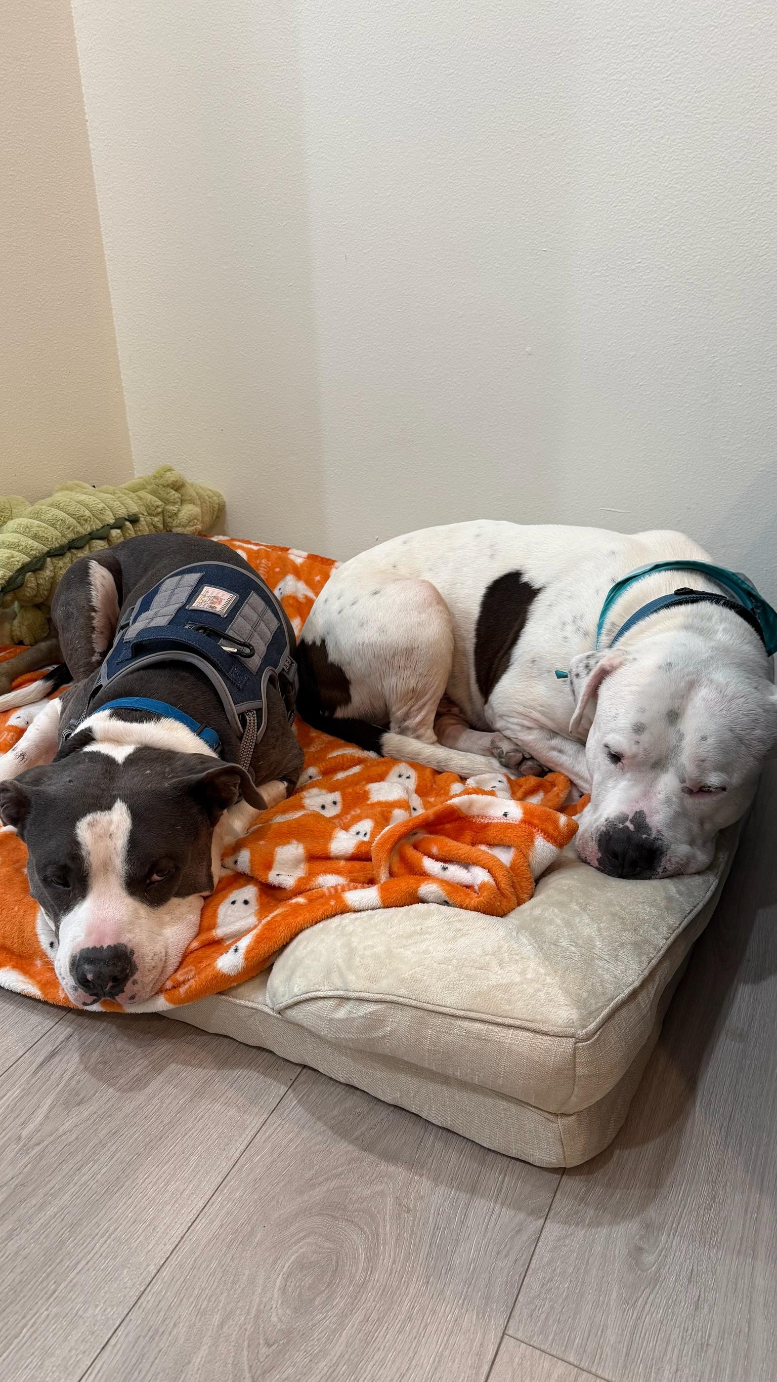 Enlarge Charlie, a Adoptable mixed breed in Los Angeles , CA image 5/6